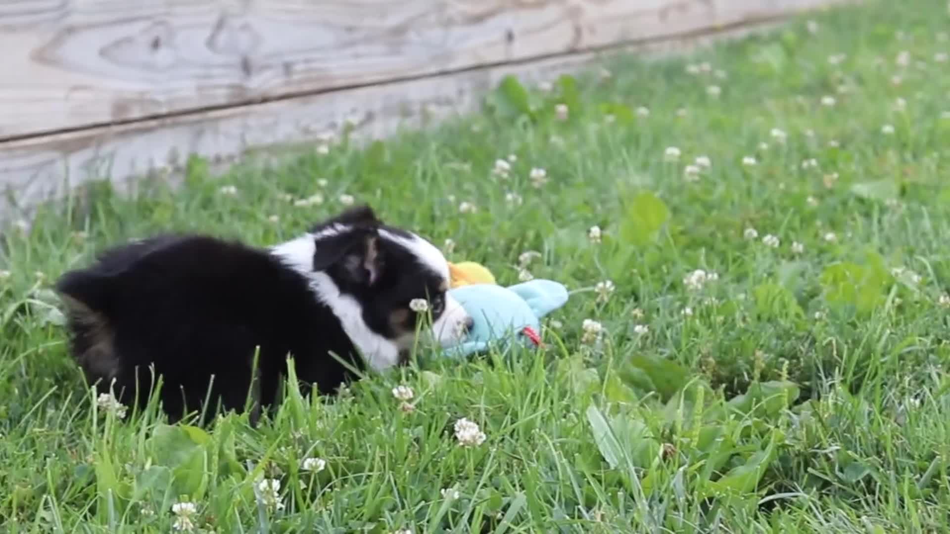 Toy Australian Shepherd dogs for sale: Logan - Video 5
