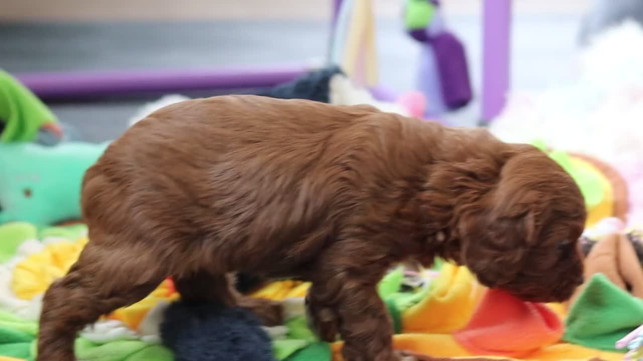 Cavapoo dogs for sale: Reggie - Video 1