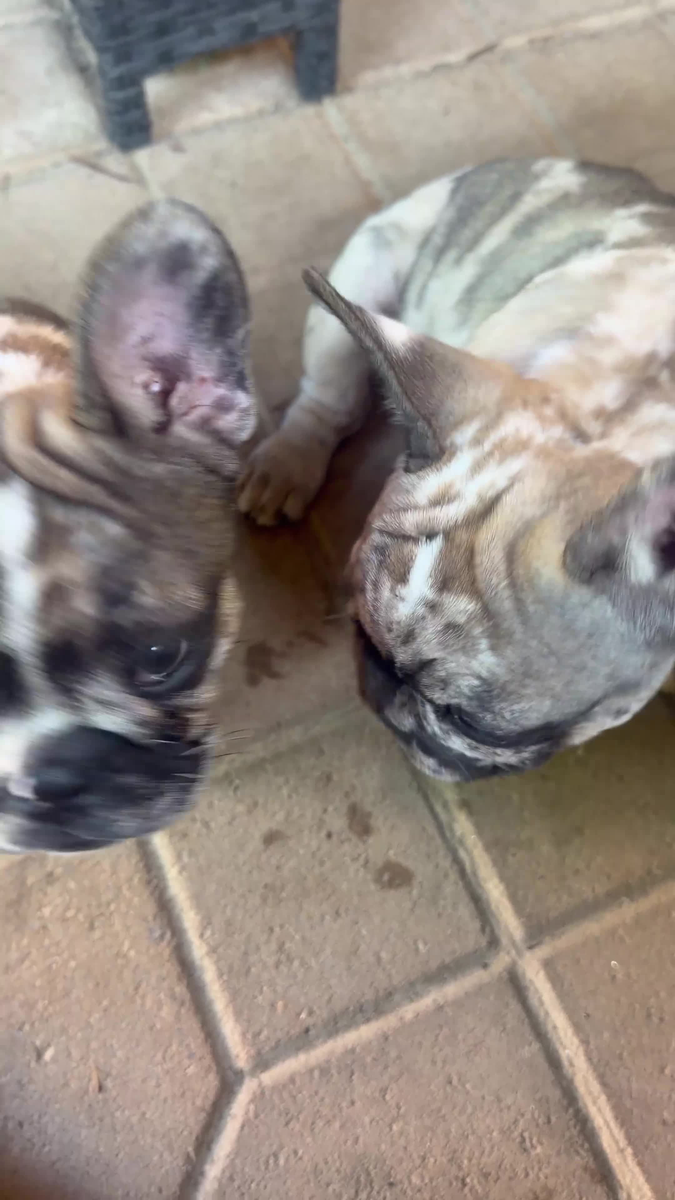 French Bulldog dogs for sale: French Bulldog 2 - Video 1