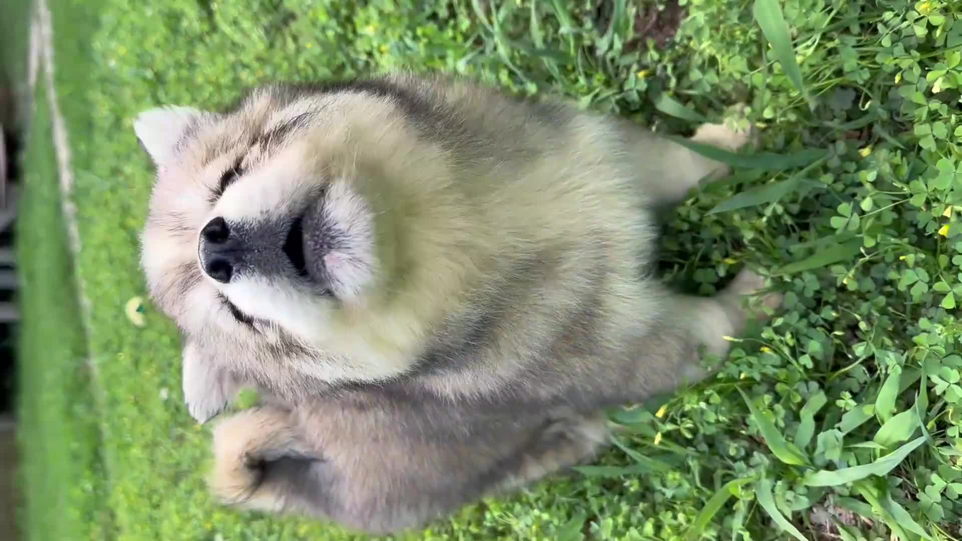 Siberian Husky dogs for sale: RUBY - Video 1