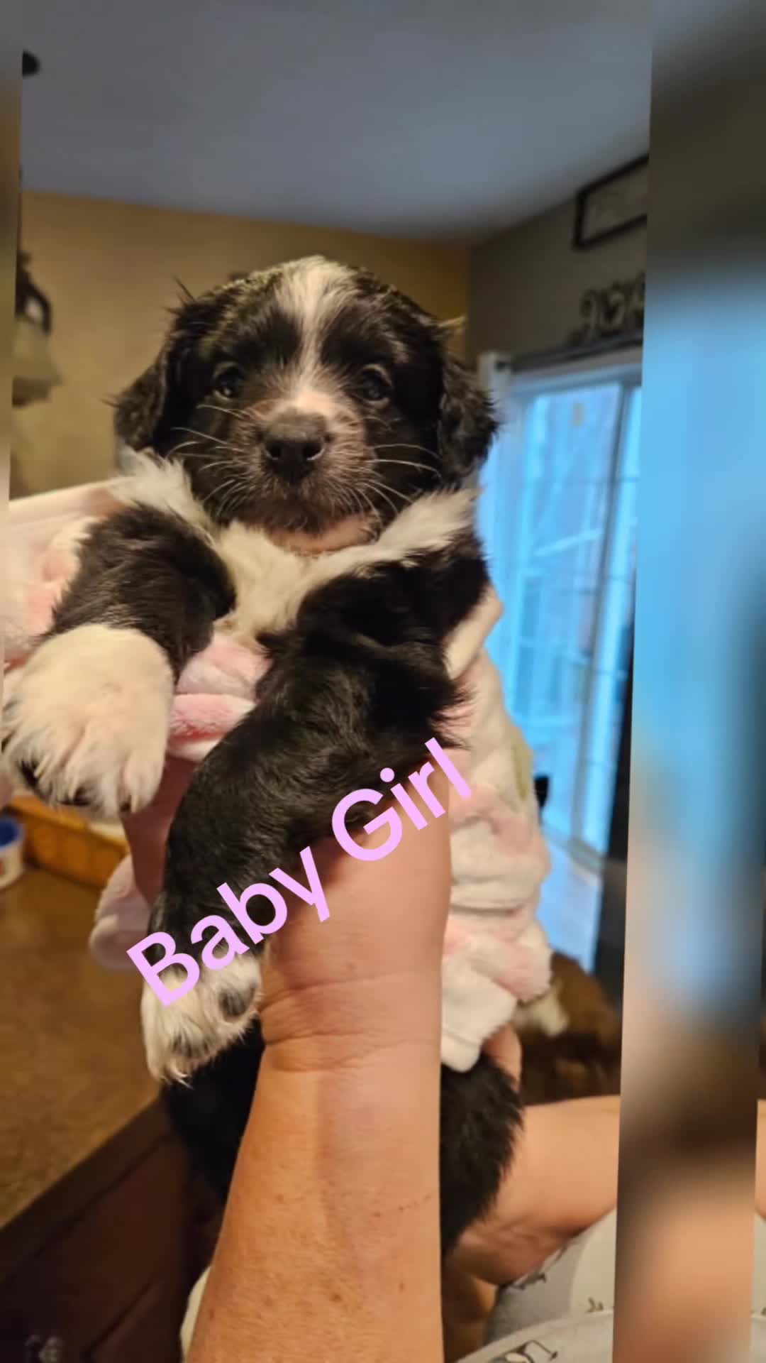 Miniature Australian Shepherd dogs for sale: Miniature Australian Shepherd Puppy 3 - Video 2