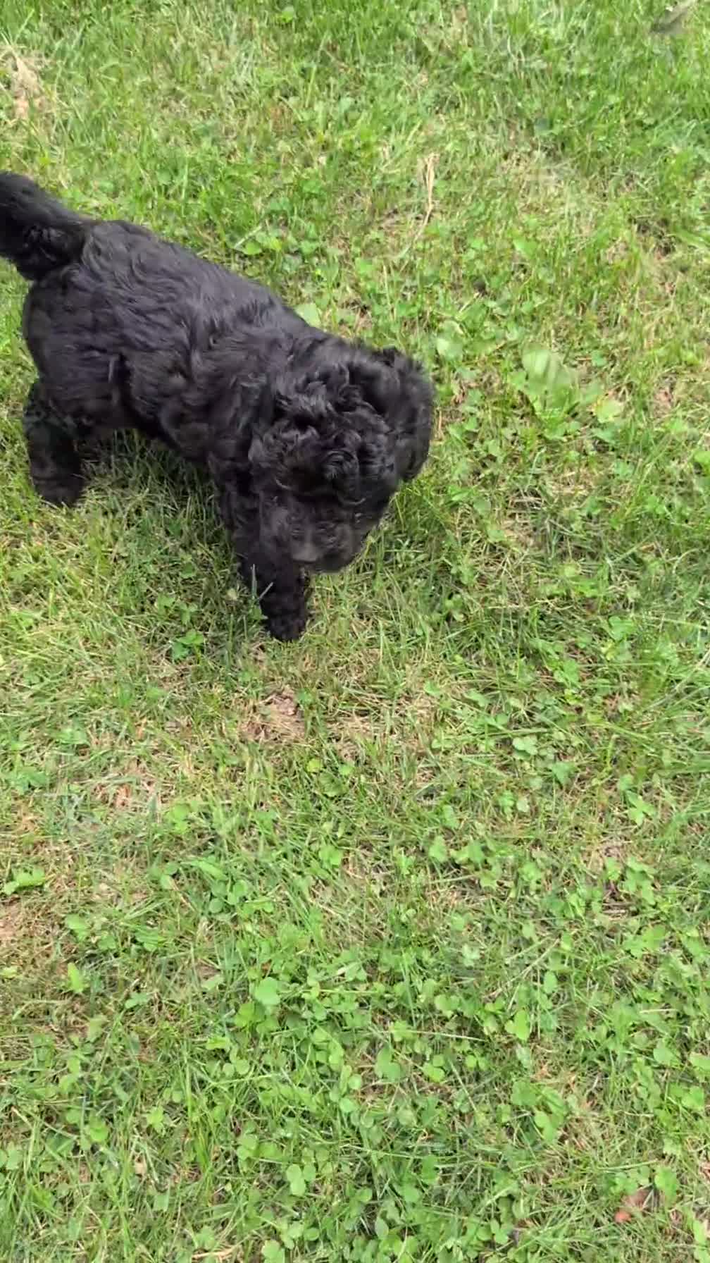 Havapoo dogs for sale: Mason - Video 1