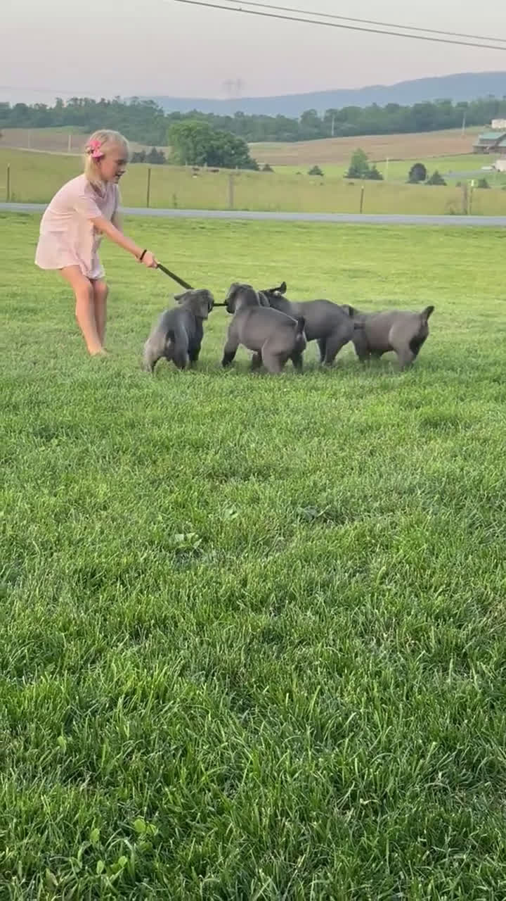 Cane Corso dogs for stud: Enzo Stud - Video 1