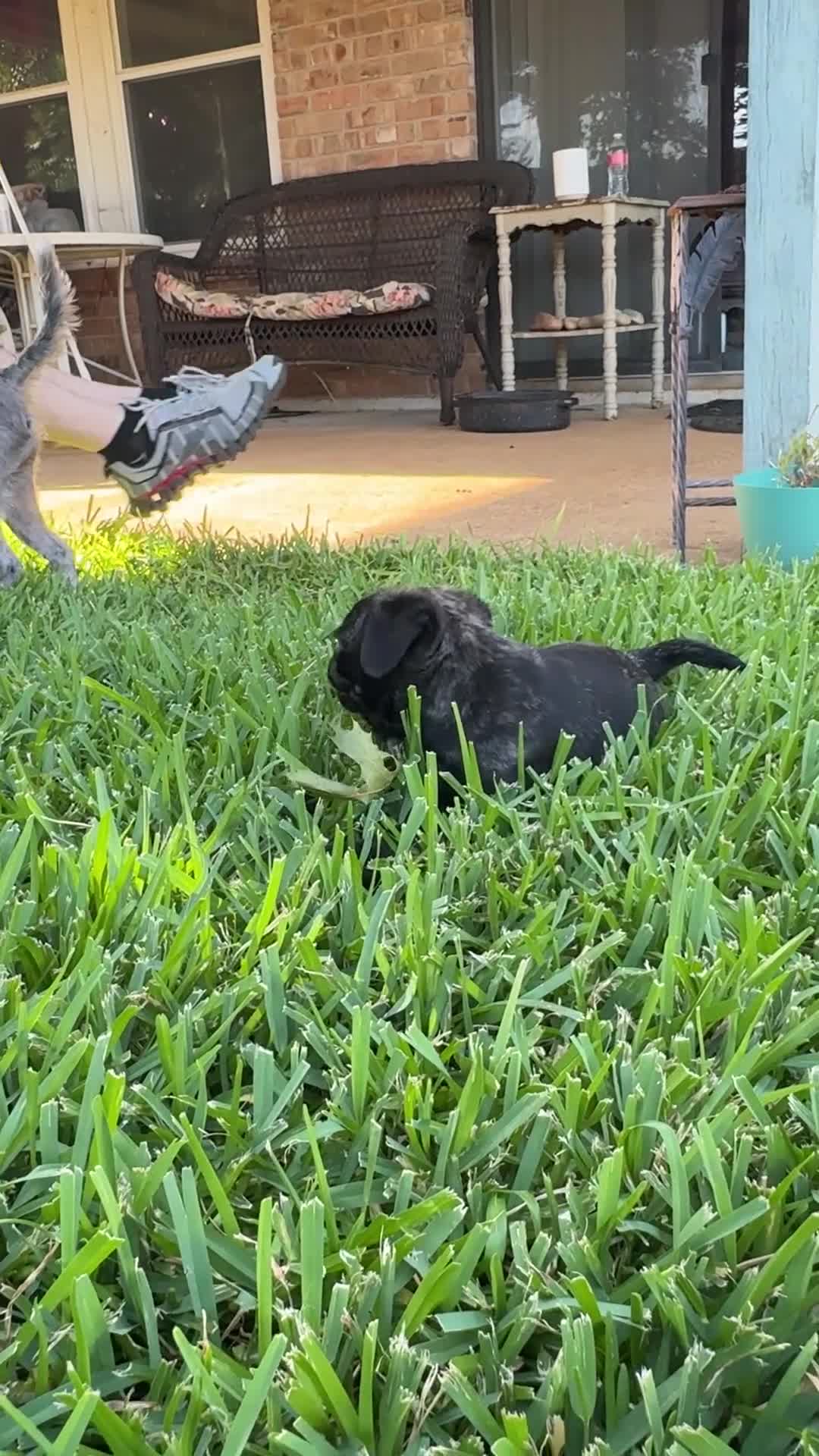 Mixed Breed dogs for sale: Brindle Boy - Video 1