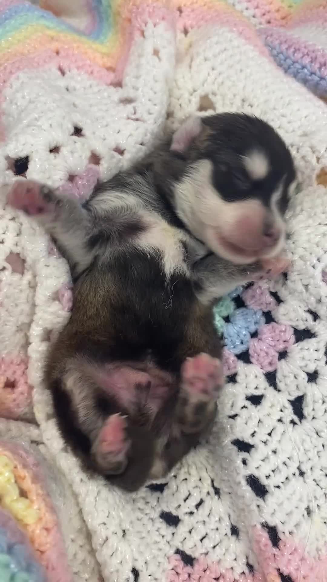Pomsky dogs for sale: Mr Gibbs - Video 1