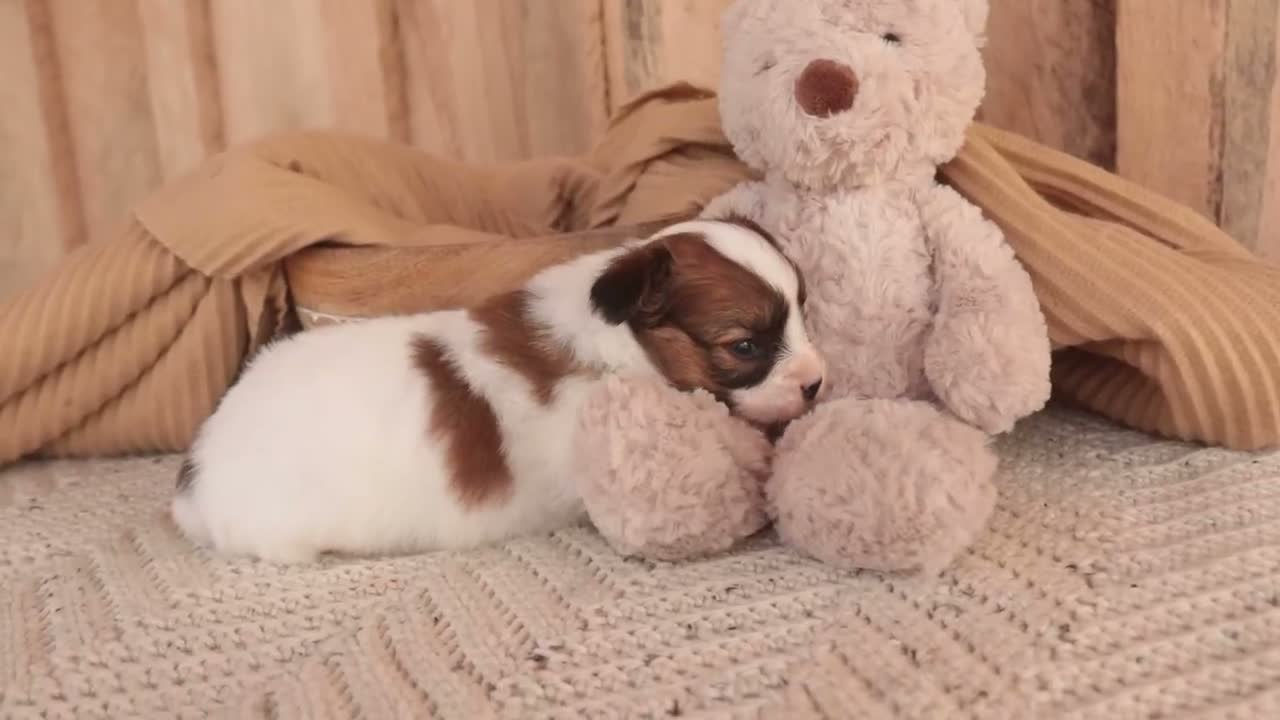 Papillon dogs for sale: Romeo Papillon  - Video 1