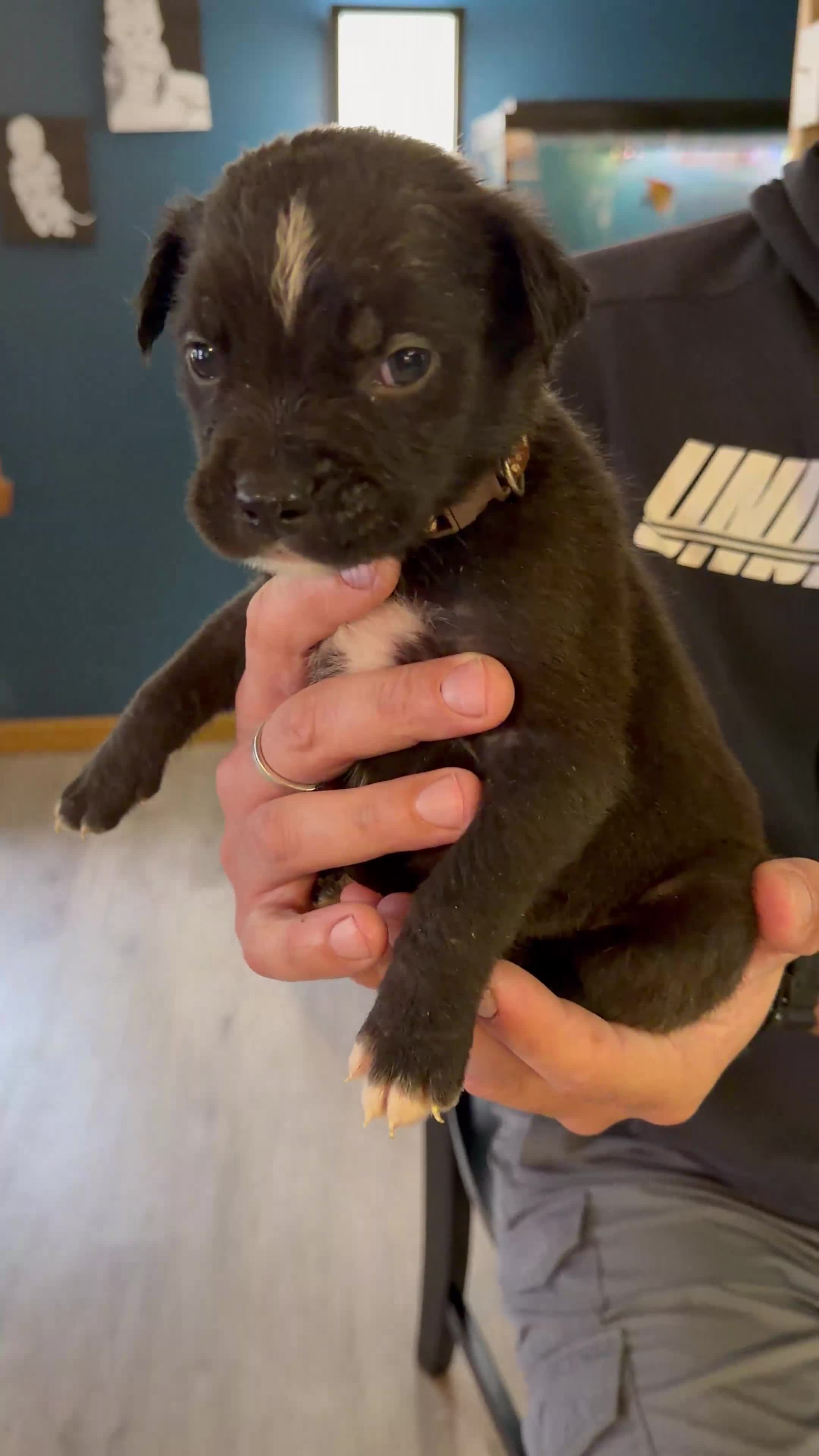 Mixed Breed dogs for sale: Bullmastiff Male 2 Ready May 23rd Brown Collar - Video 1