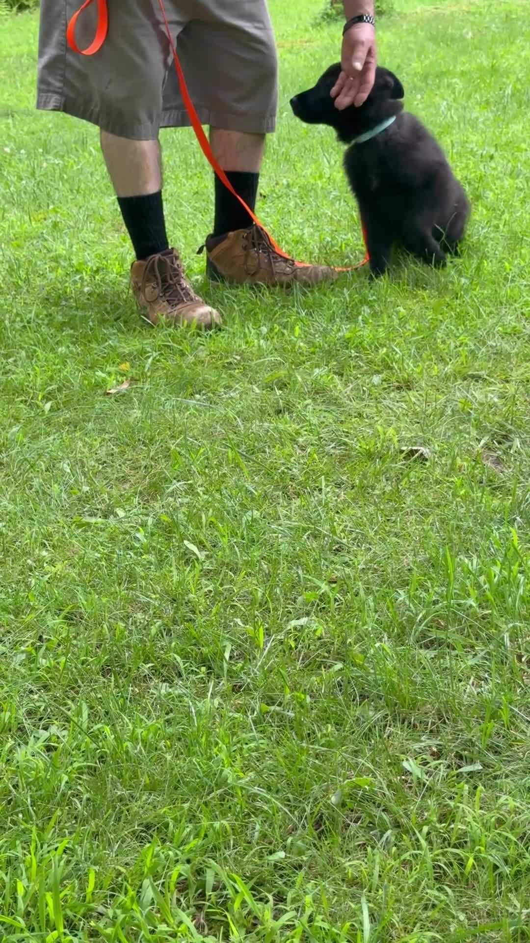 German Shepherd dogs for sale: UÑA - Video 5