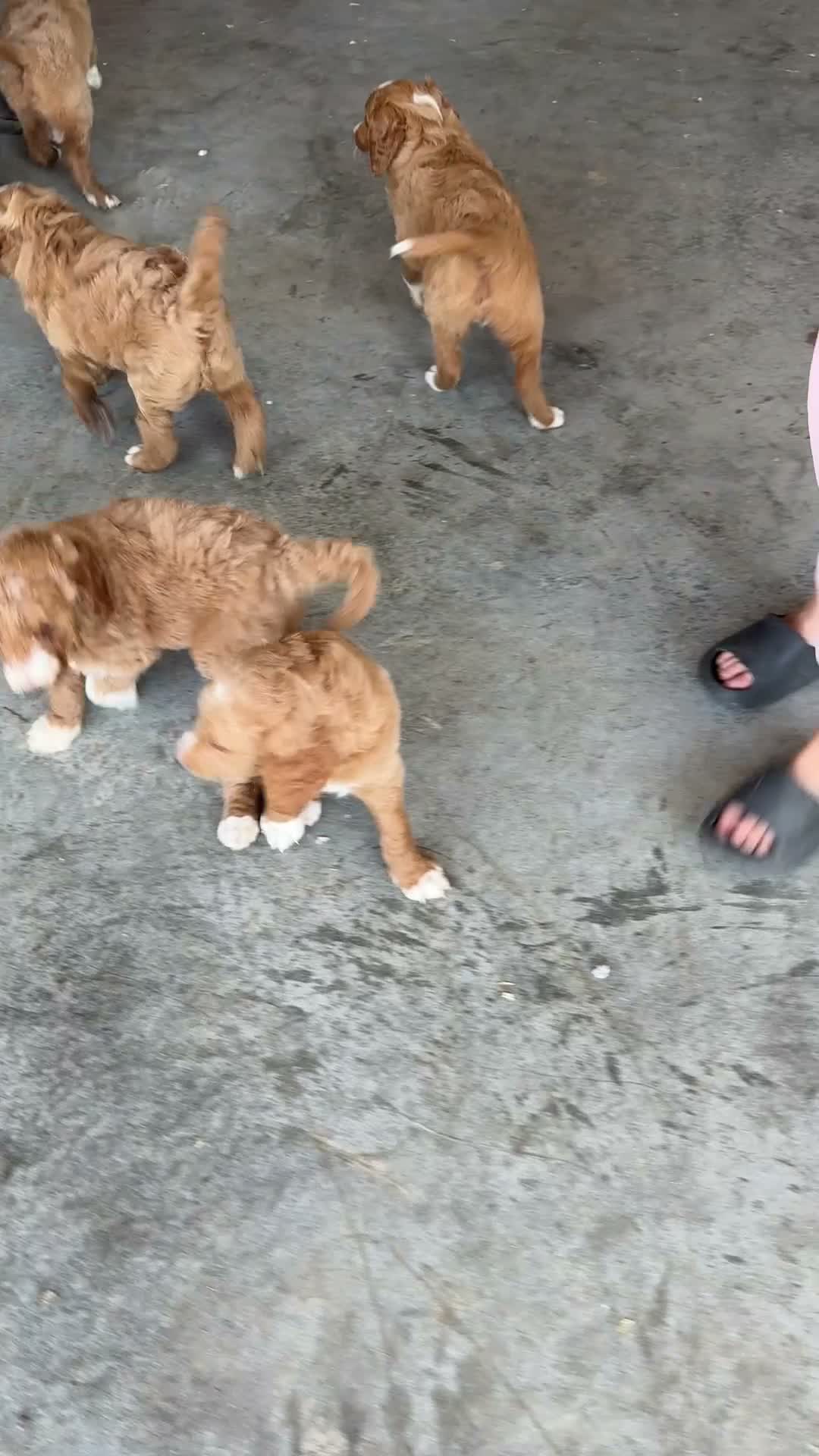 Goldendoodle dogs for sale: Corrie - Video 1