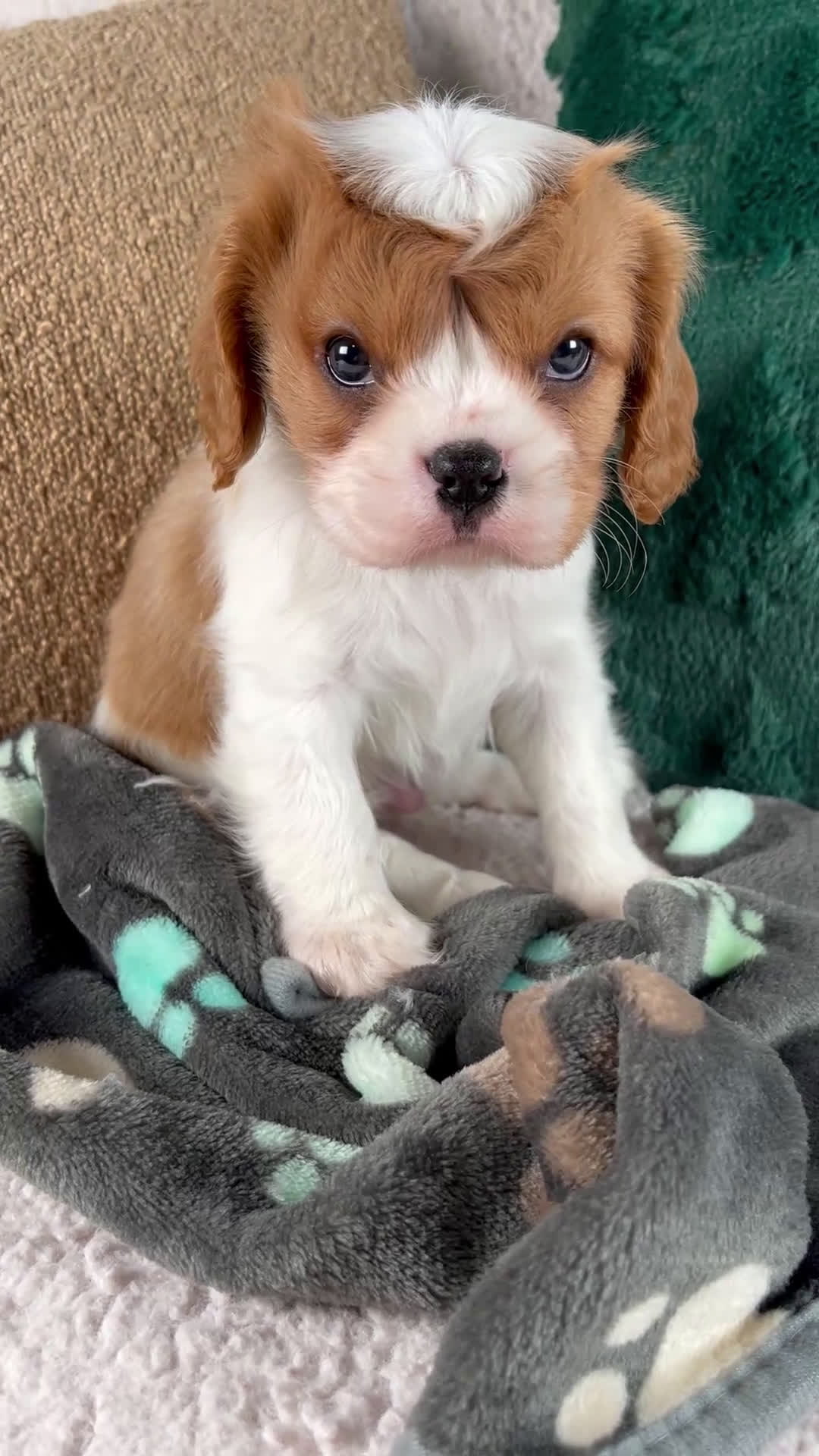 Cavalier King Charles Spaniel dogs for sale: Archie - Video 1