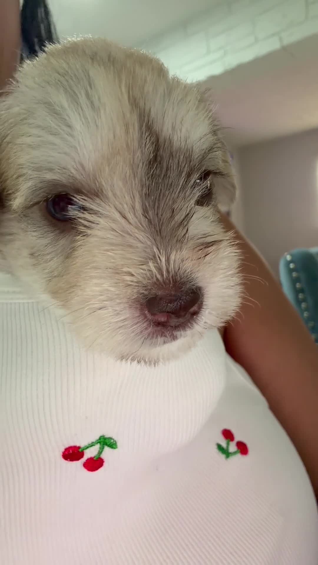 Miniature Schnauzer dogs for sale: Miniature Schnauzer Puppy 6 - Video 1