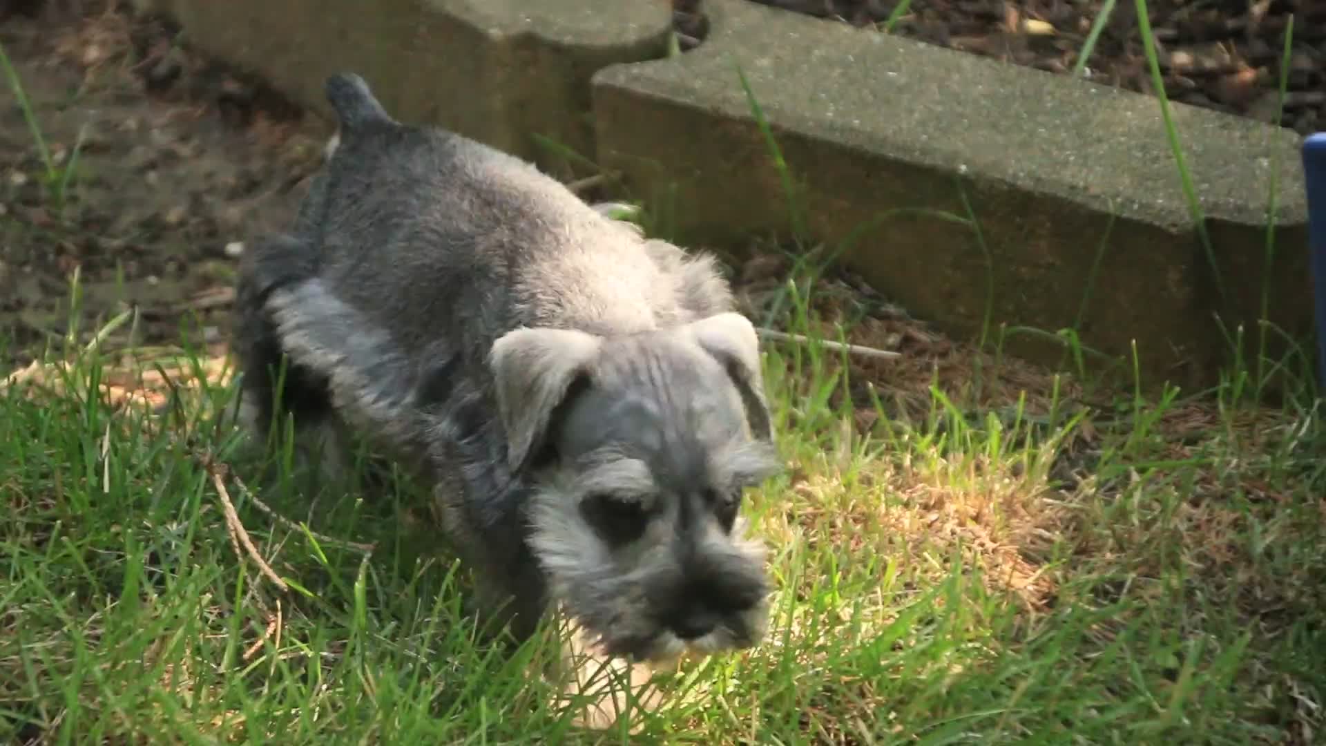 Miniature Schnauzer dogs for sale: Quartz Miniature Schnauzer  - Video 1