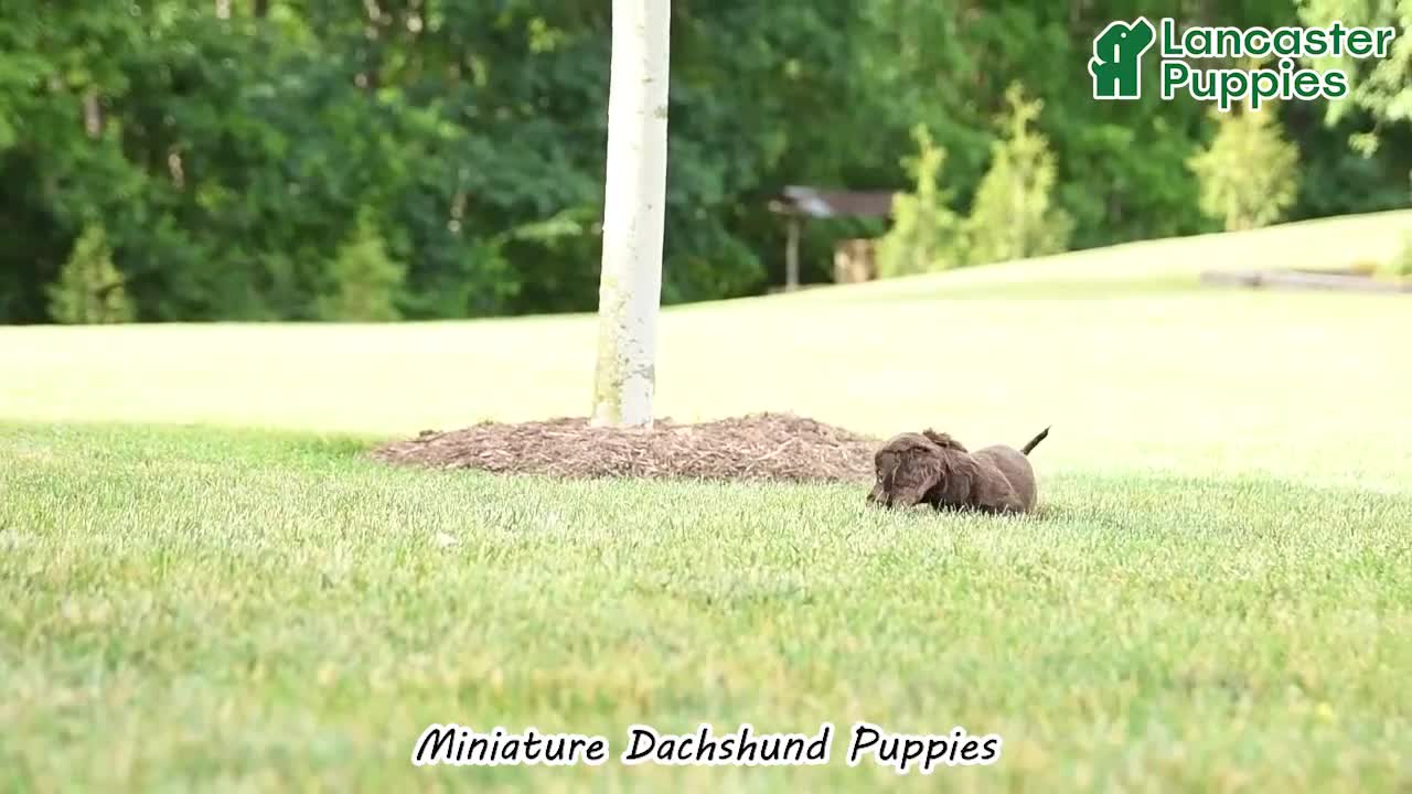 Miniature Dachshund dogs for sale: Indy - Video 1