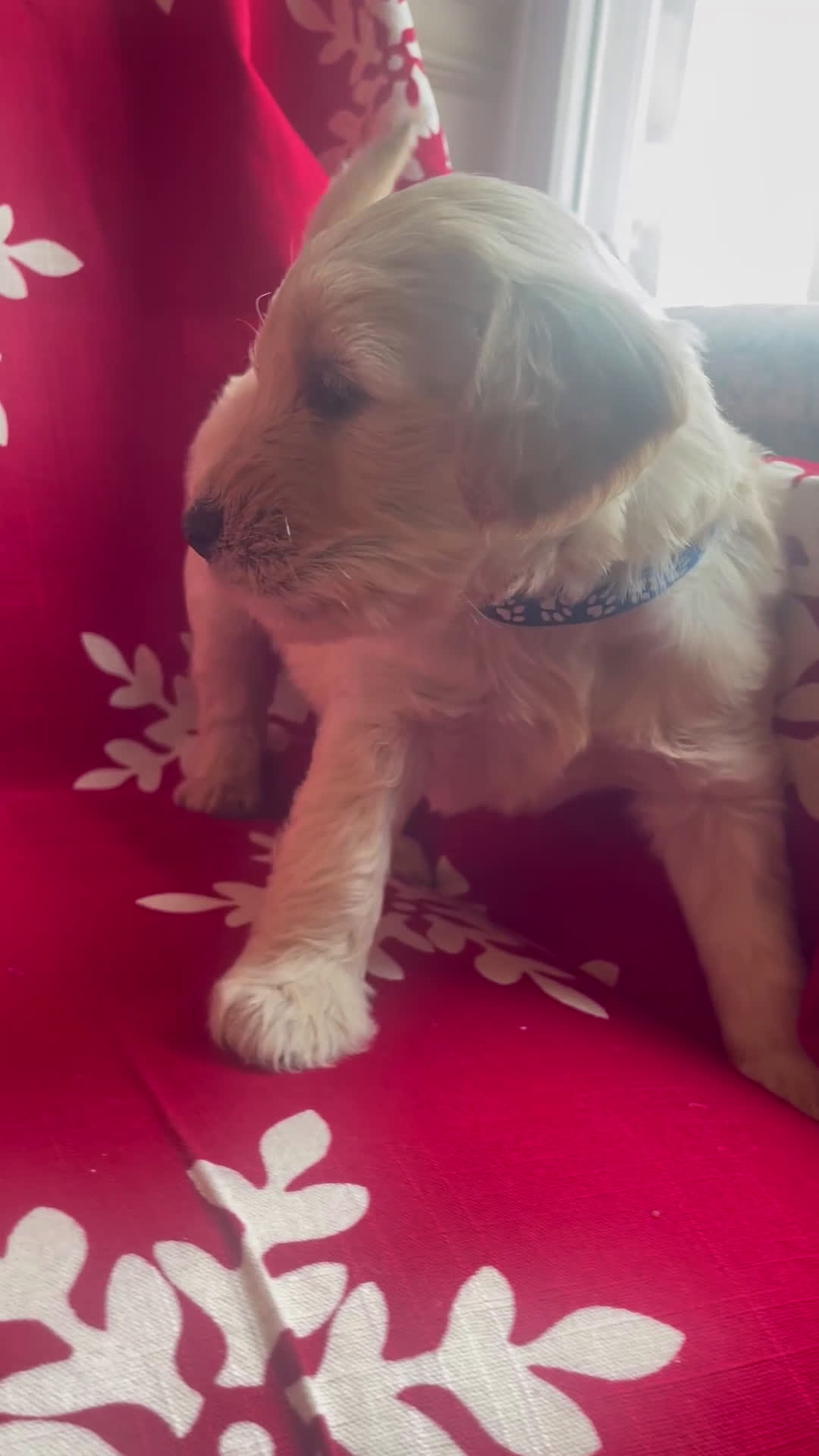 Goldendoodle dogs for sale: Goldendoodle Puppy 5 - Video 1