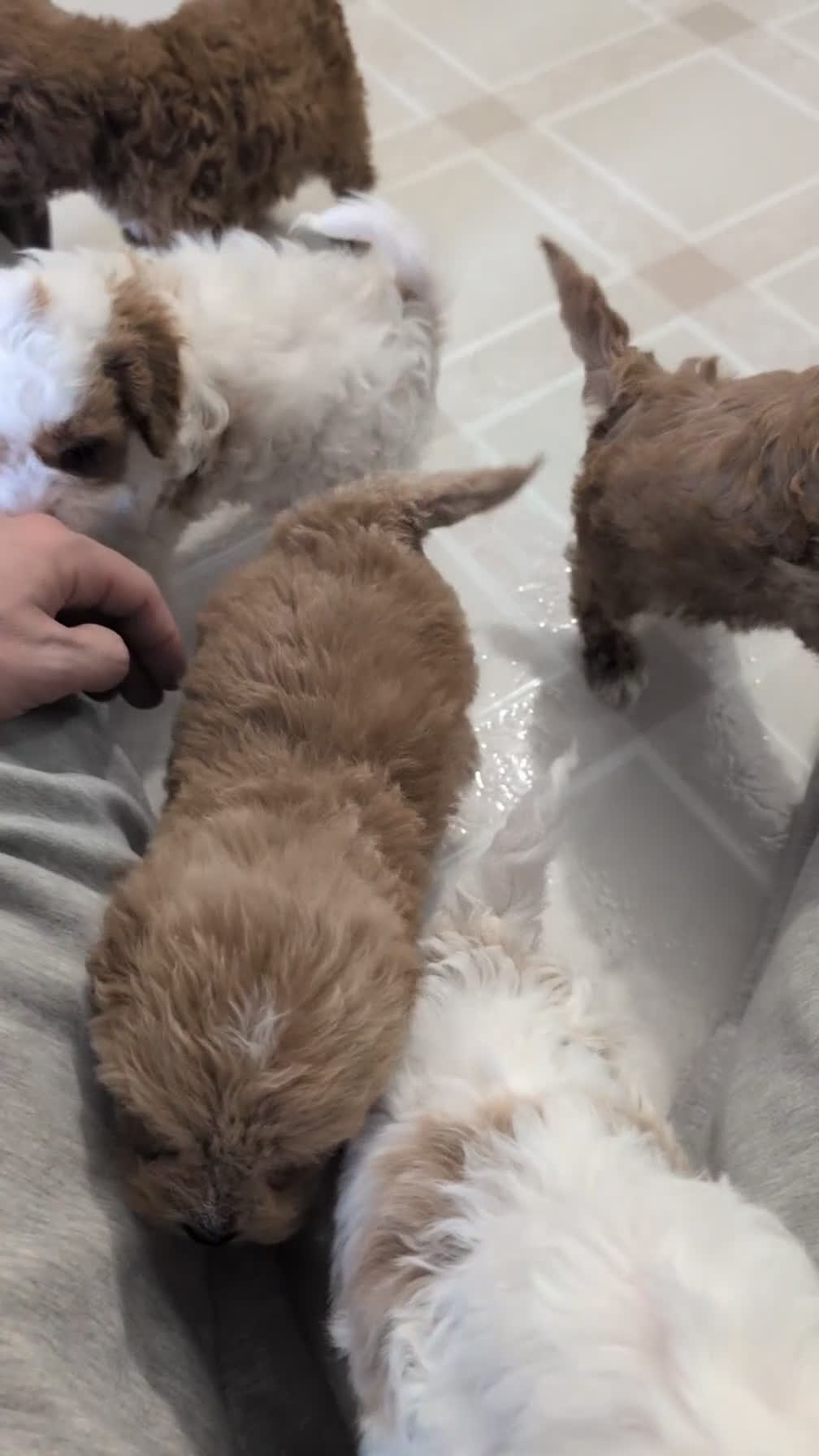 Cavapoo dogs for sale: Chase - Video 3