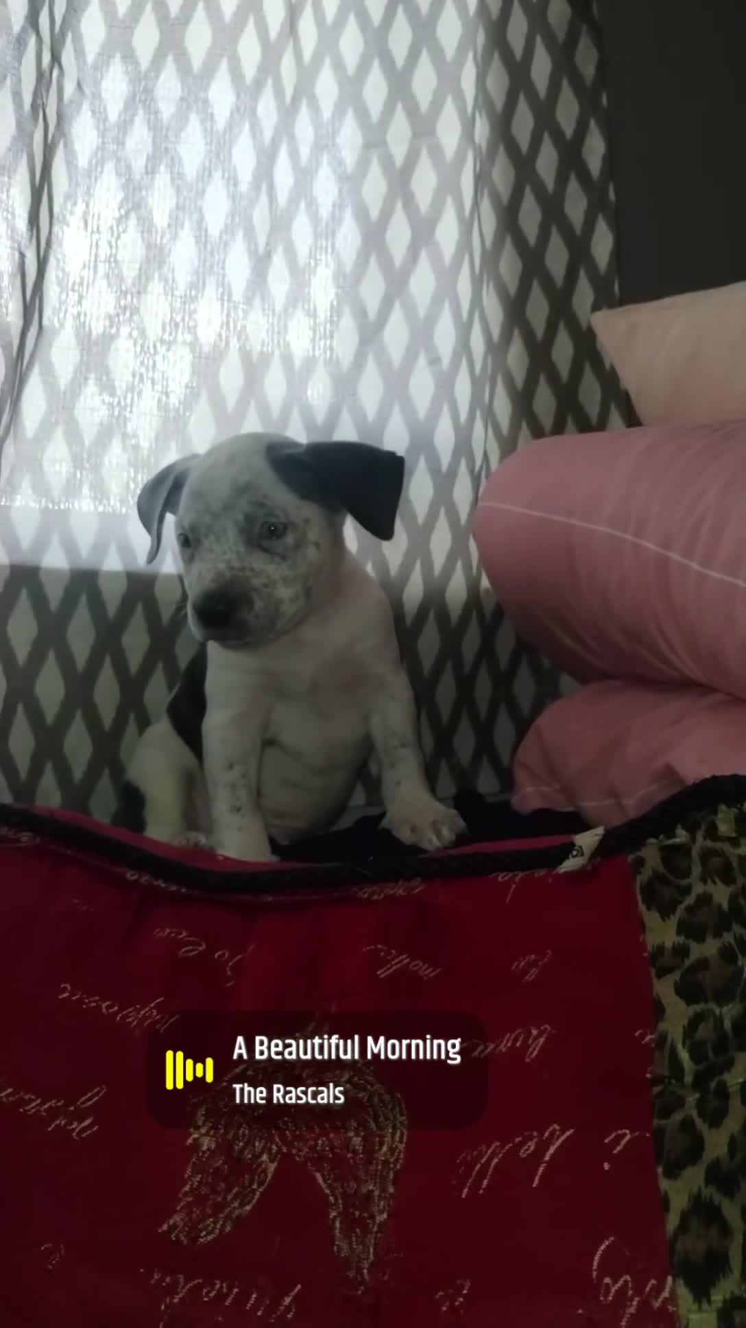 American Bully dogs for sale: Blue - Video 1