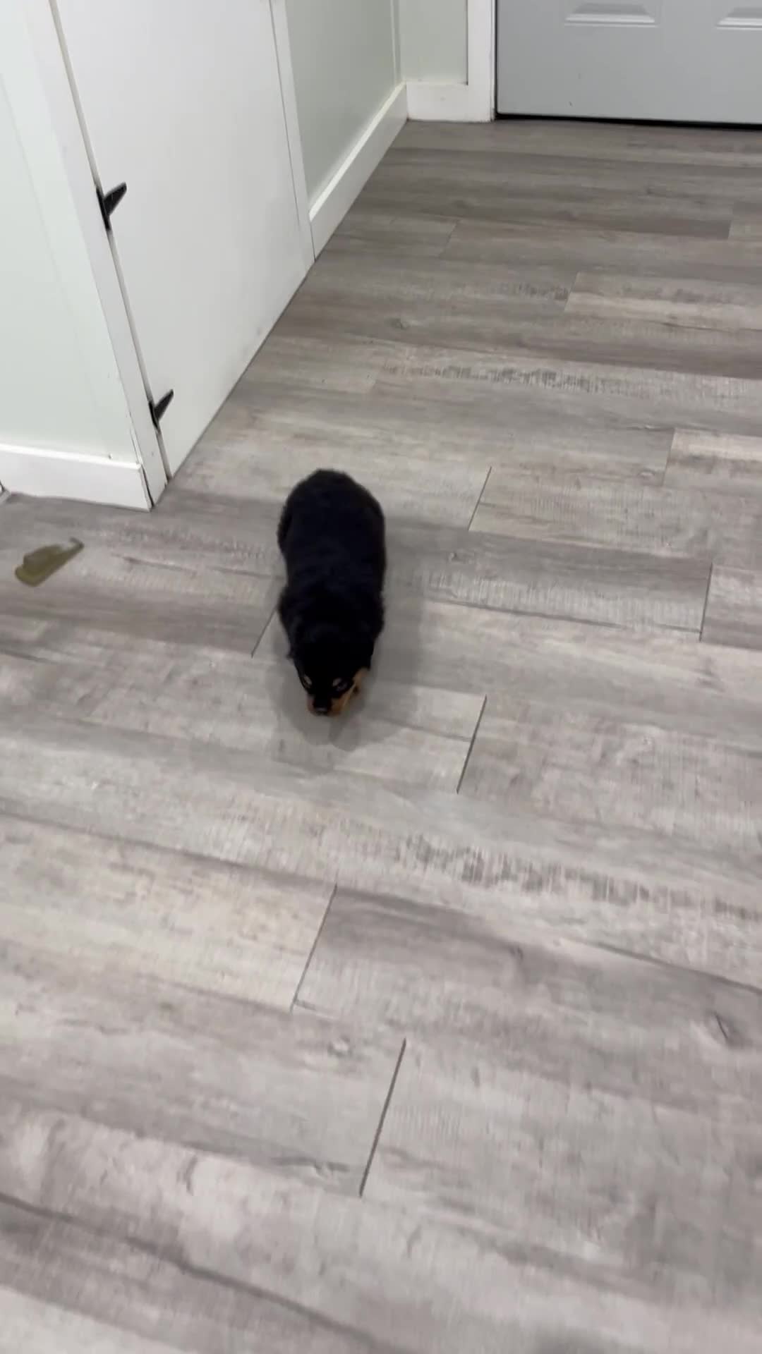 Rottweiler dogs for sale: Indie - Video 1