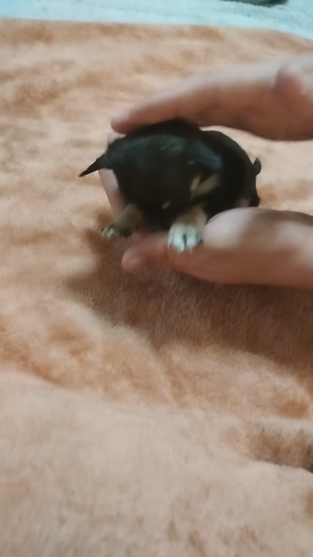 Chihuahua dogs for sale: Chihuahua Puppy 1 - Video 1