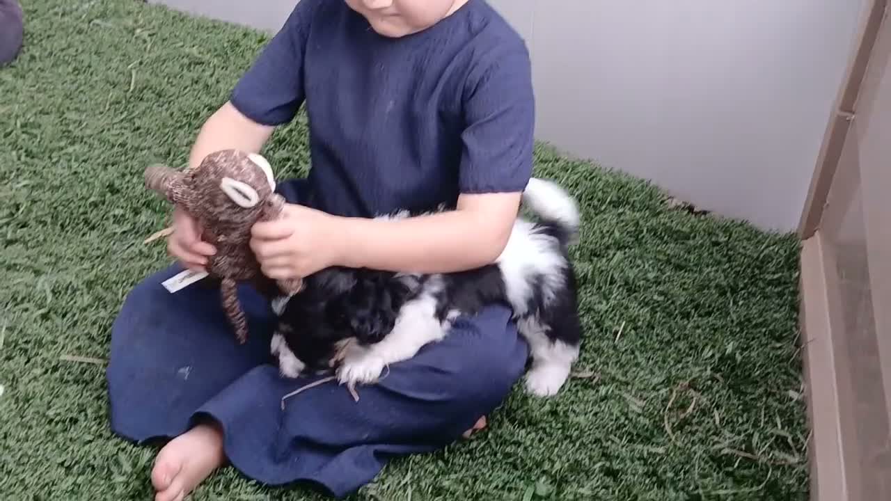 Teddy Bear dogs for sale: Bells - Video 1