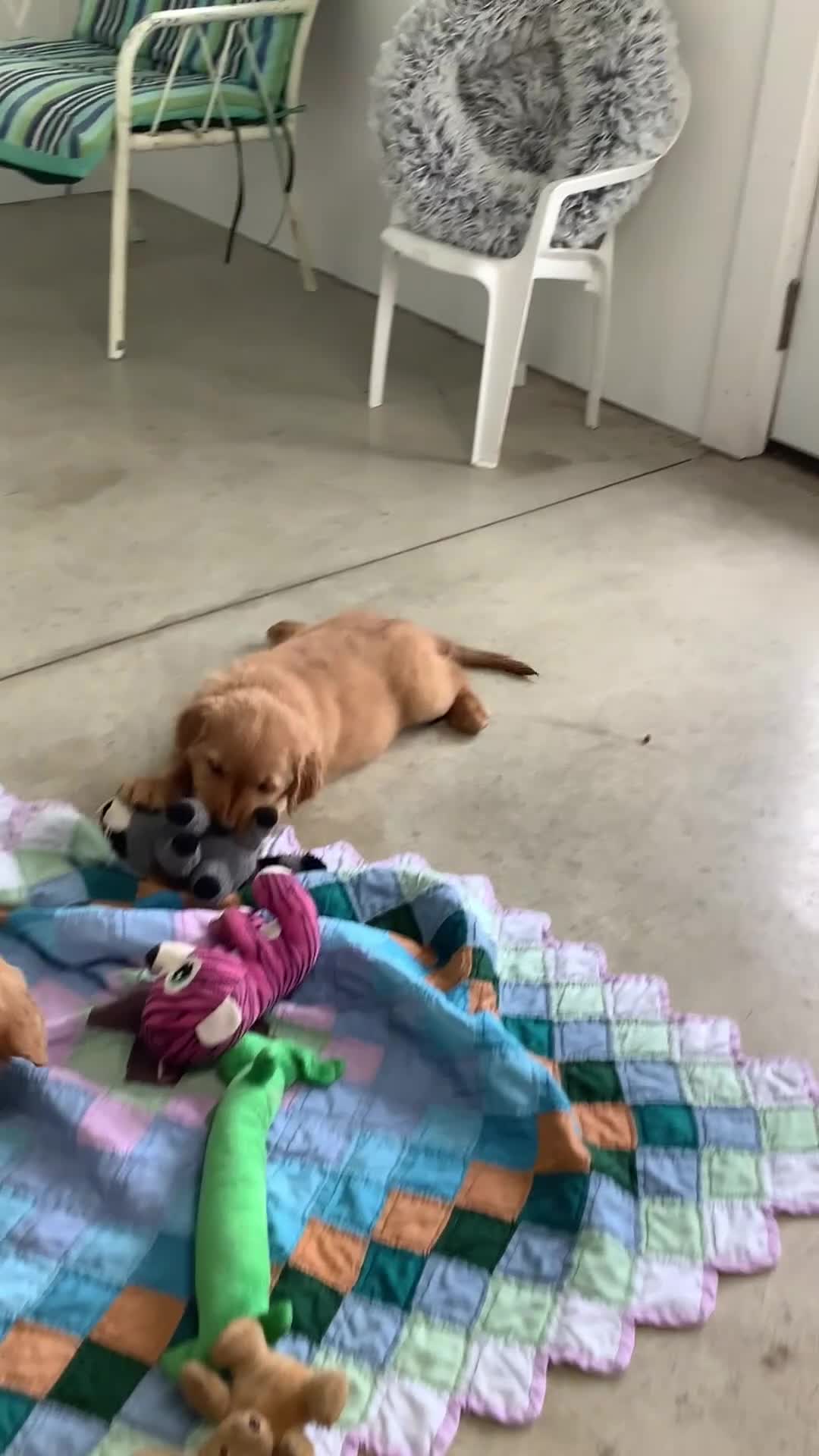 Golden Retriever dogs for sale: Golden Retriever- Sarge - Video 1