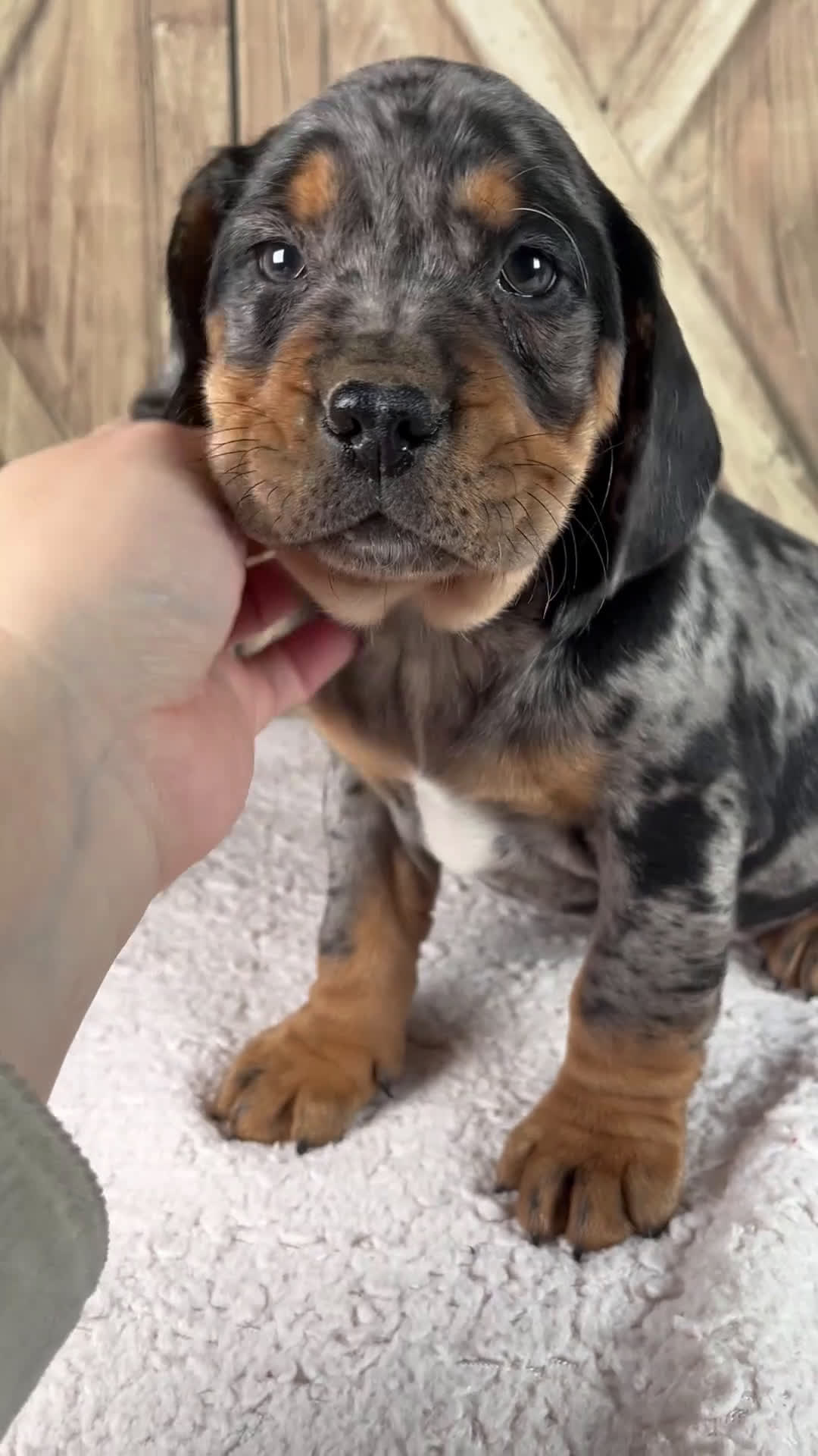 Beabull dogs for sale: Will - Video 1