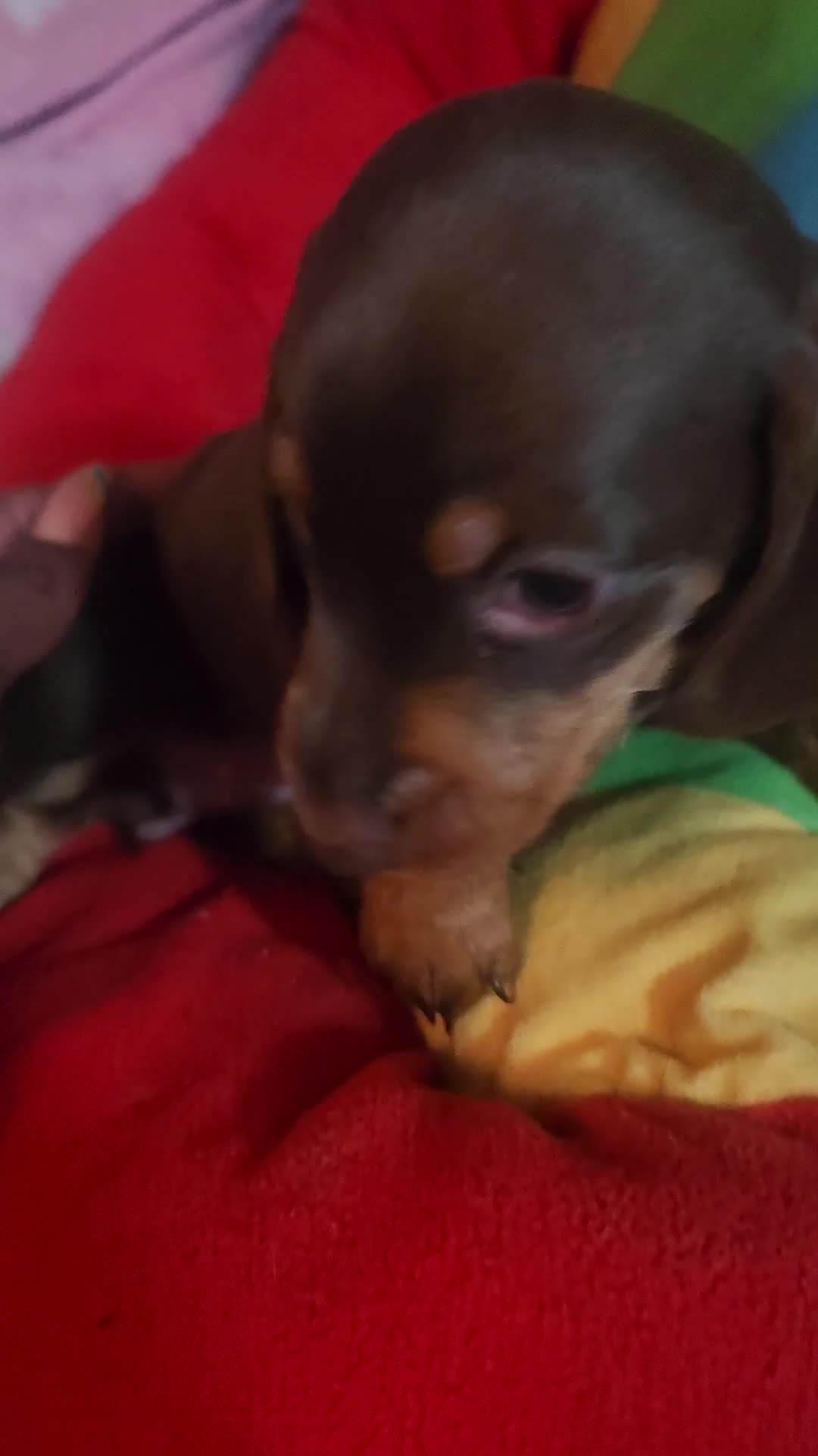 Dachshund dogs for sale: Dachshund Puppy Brownie - Video 1