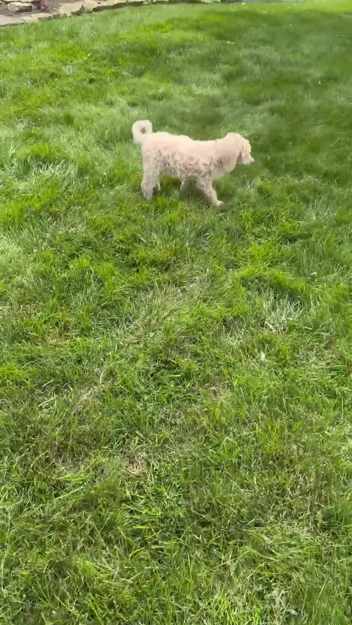 Standard Poodle dogs for sale: Candi - Video 1