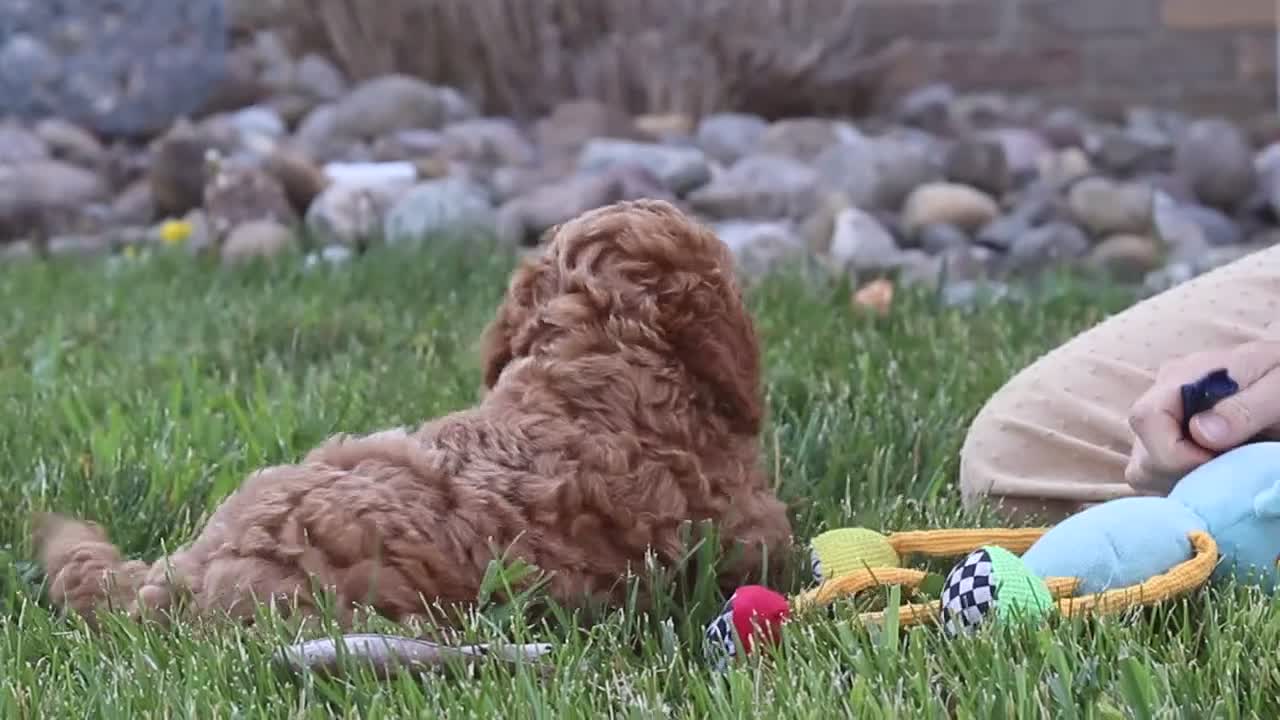 Cavapoo dogs for sale: Finn - Video 1