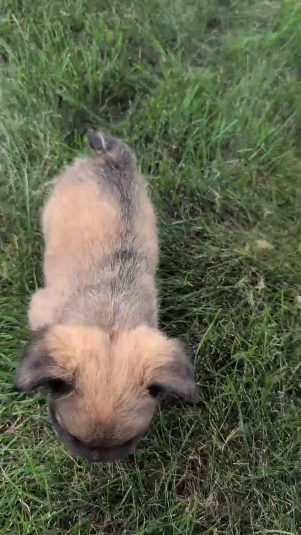 French Bulldog dogs for sale: Olive - Video 1