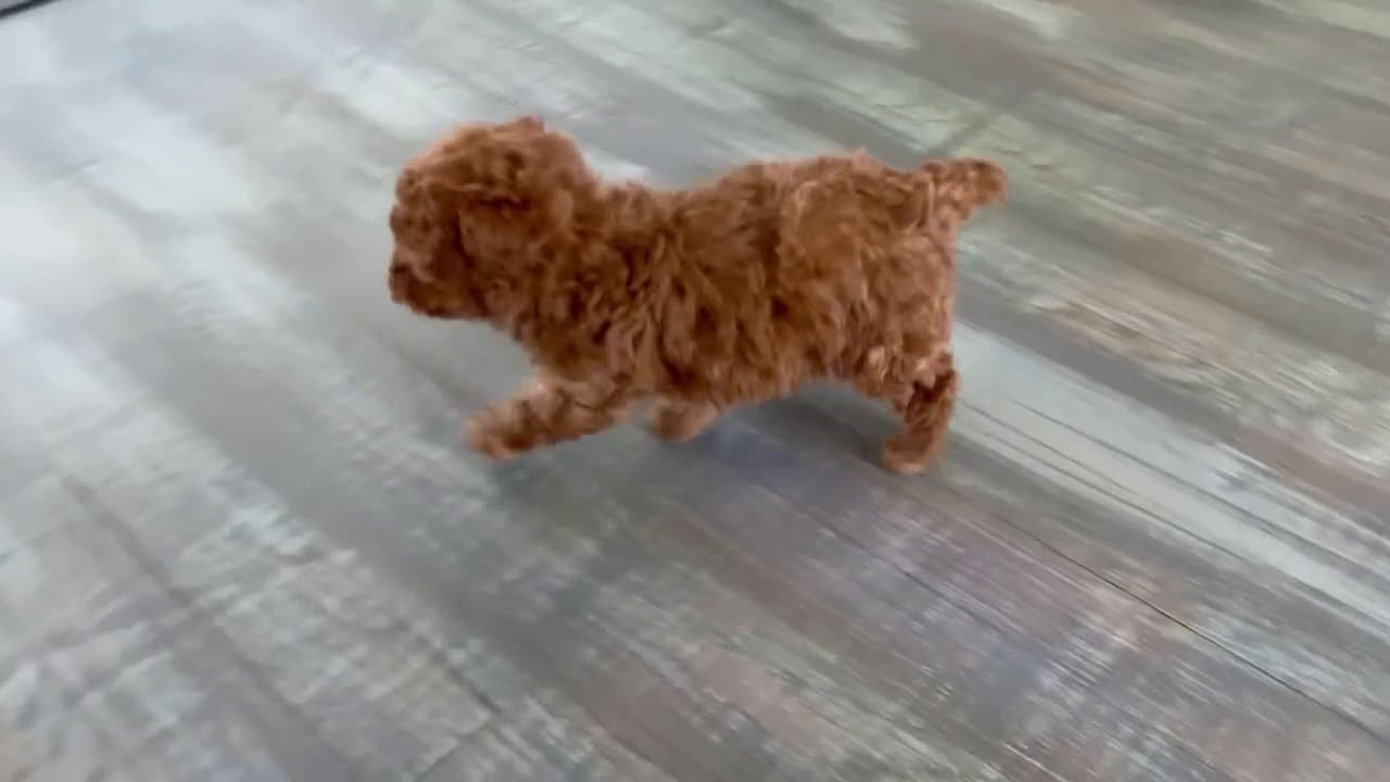 Toy Poodle dogs for sale: Winster - Video 1