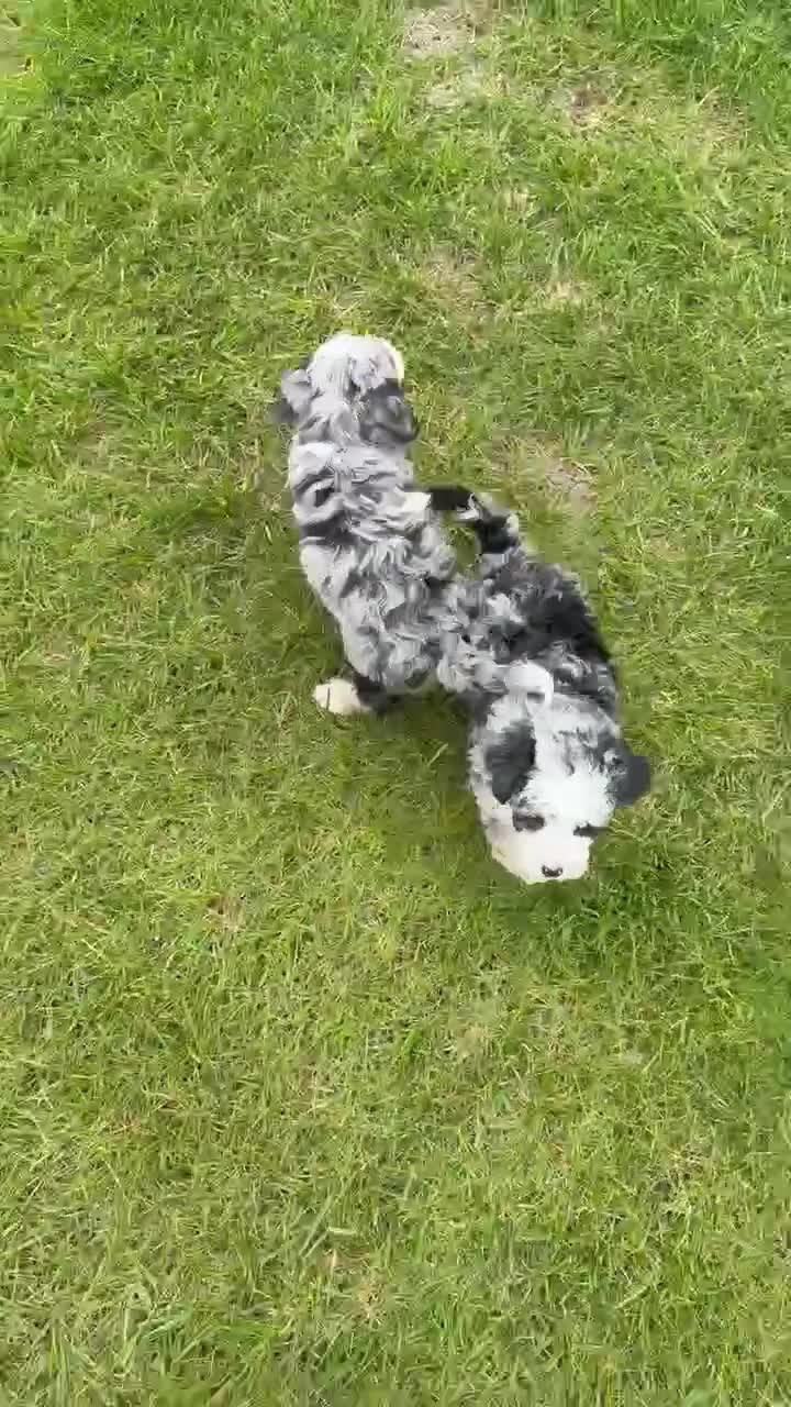 Mini Bernedoodle dogs for sale: Bailey - Video 5