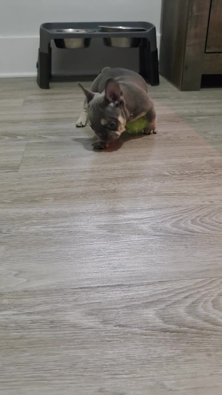 French Bulldog dogs for sale: Lil chunk - Video 1