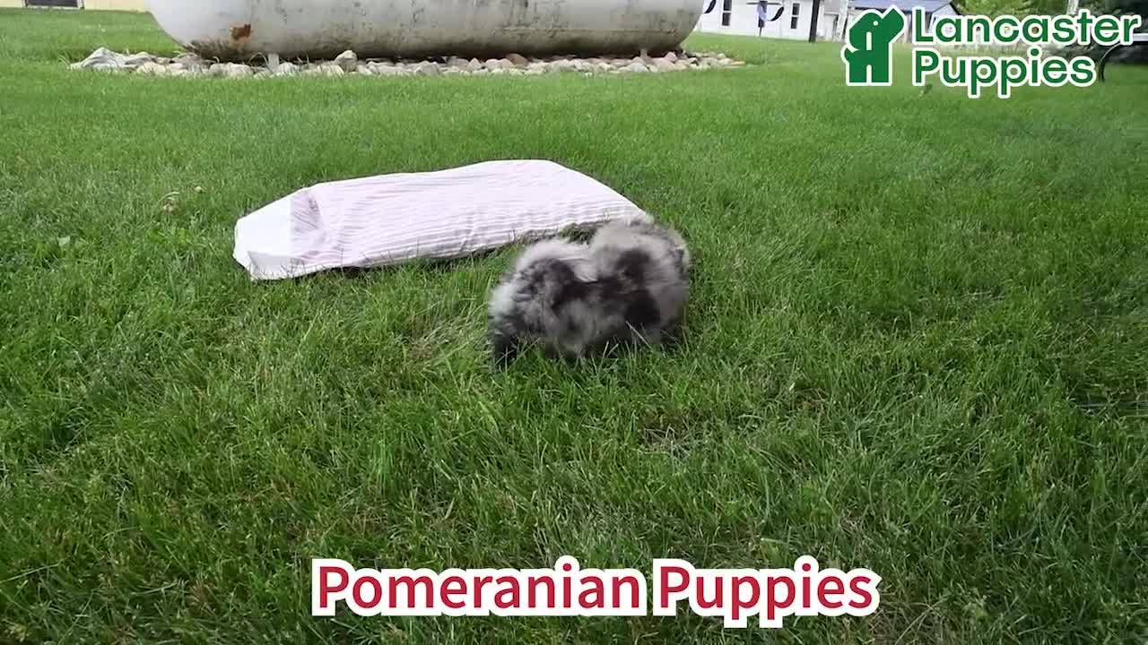 Pomeranian dogs for sale: Kade - Video 1