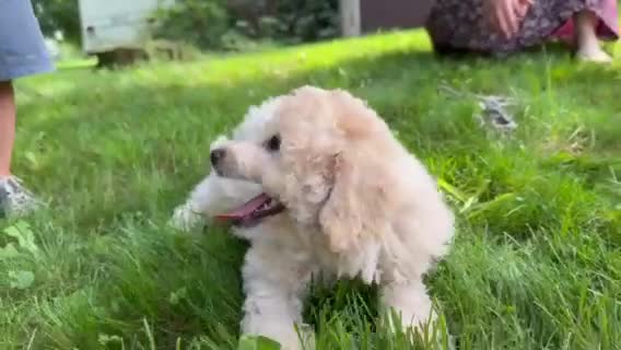 Eskipoo dogs for sale: Tommy - Video 1