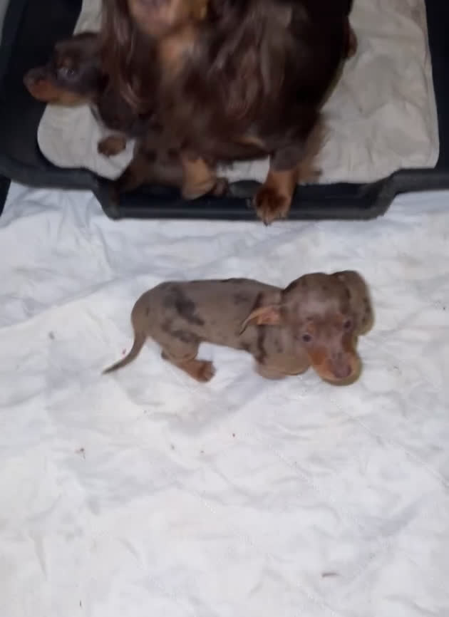 Miniature Dachshund dogs for sale: Chocolate dapple Russian Akc  - Video 3
