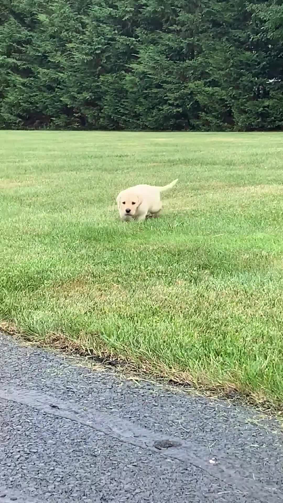 Labrador Retriever dogs for sale: Marie - Video 1
