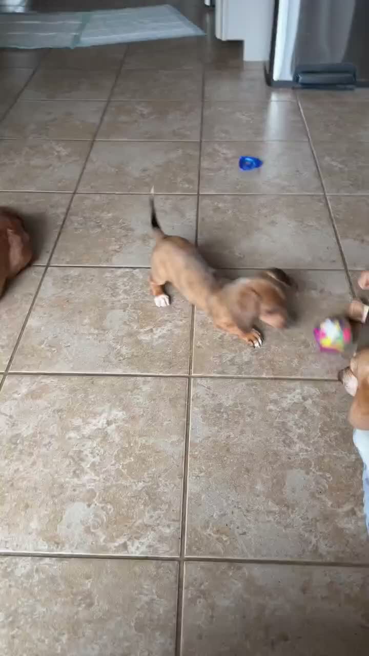 Dachshund dogs for sale: Sophie - Video 1