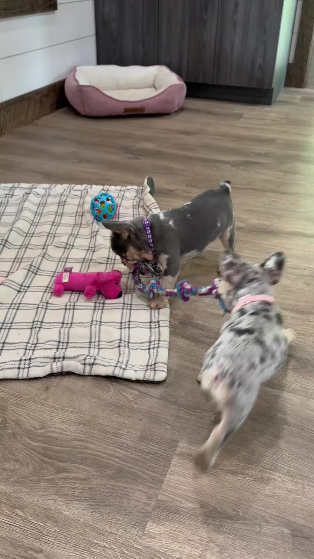 French Bulldog dogs for sale: Gracie - Video 2