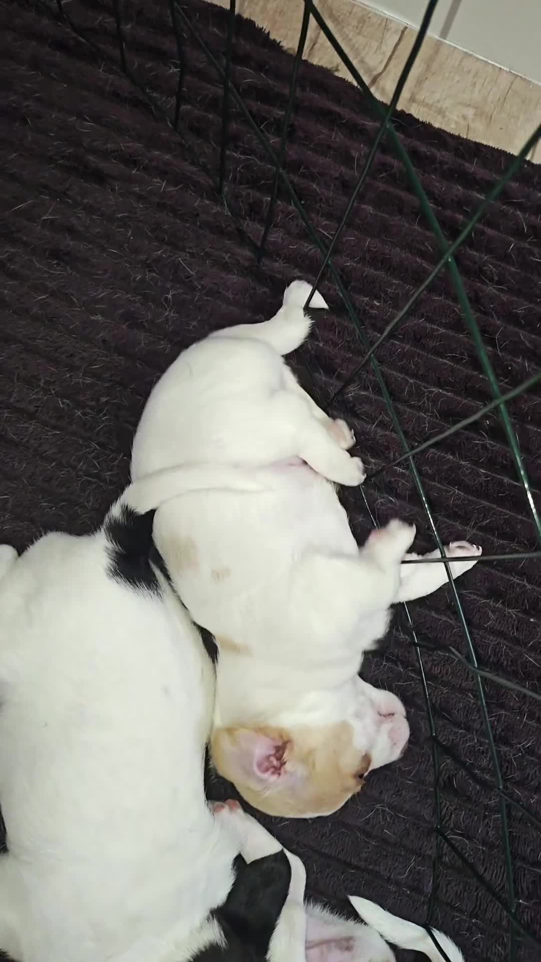 Jack Russell Terrier dogs for sale: Jack Russell Terrier 1 - Video 2