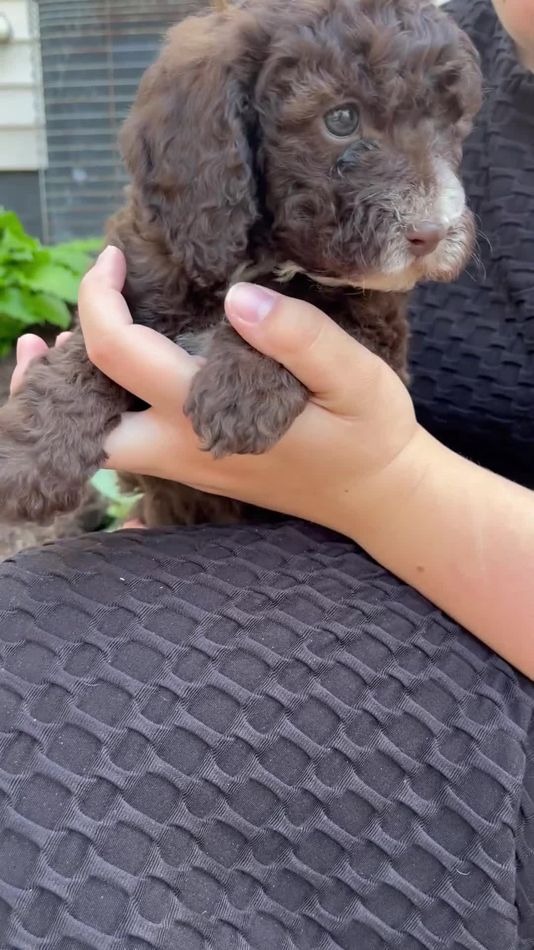 Mixed Breed dogs for sale: Felicity - Video 1