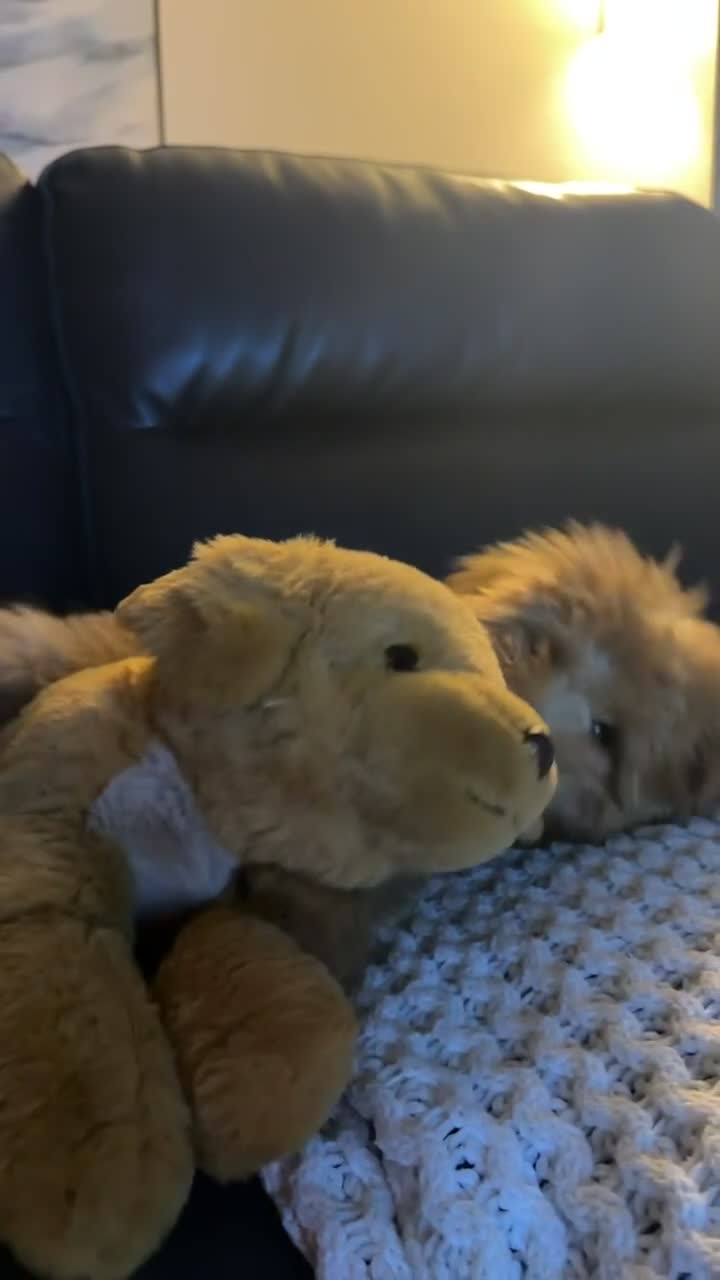 Mini Goldendoodle dogs for sale: Mini Goldendoodle Girl - Video 1