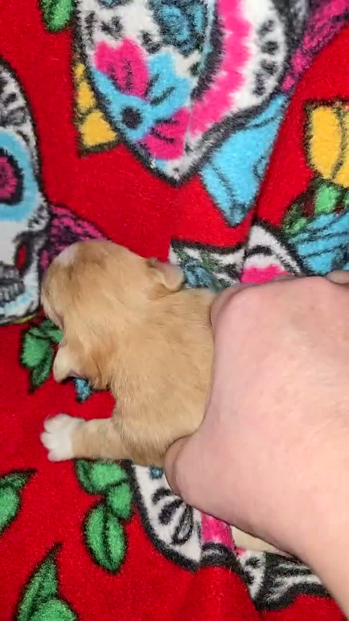 Chihuahua dogs for sale: Long hair chocolate merle Girl - Video 1