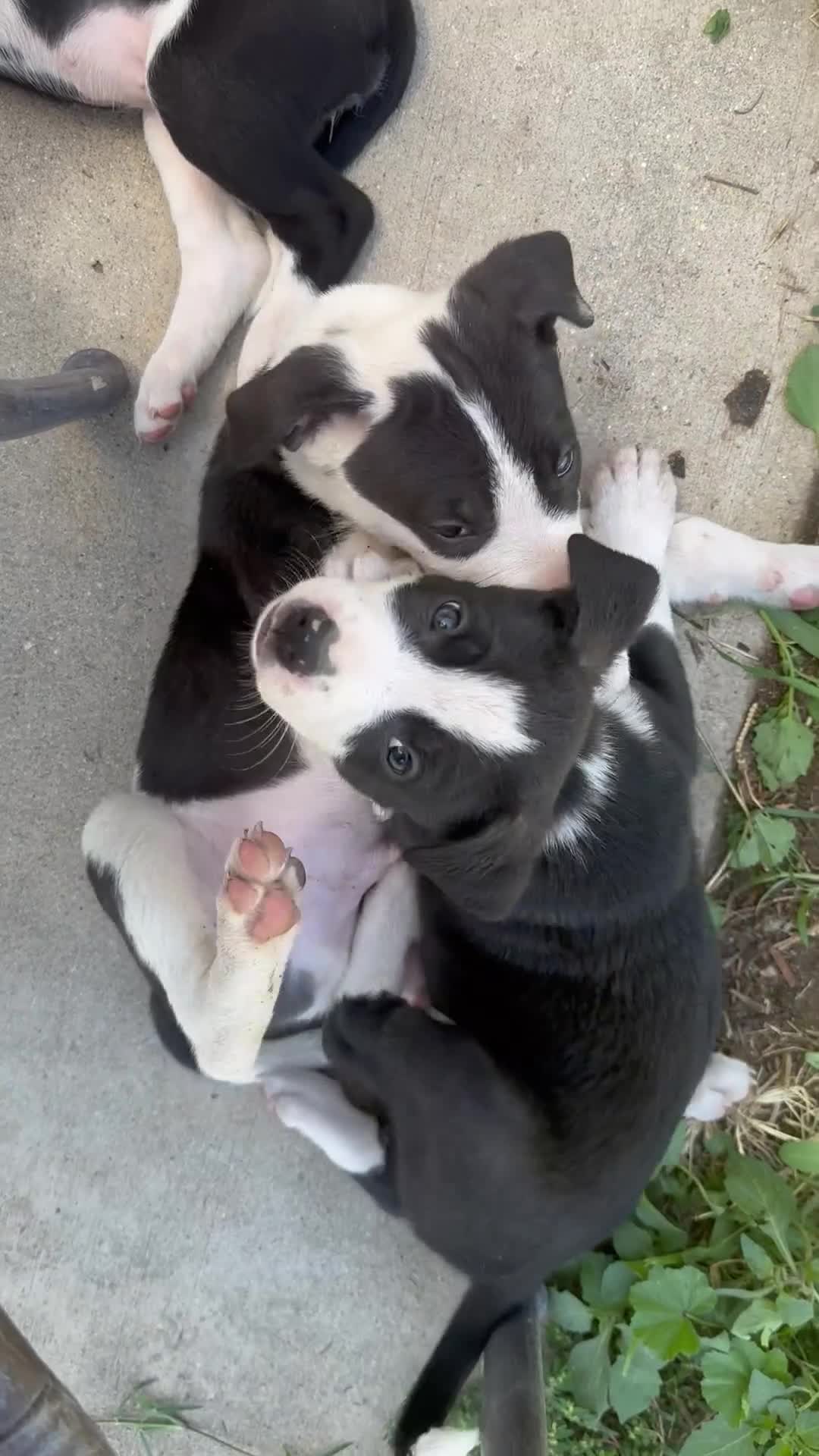 Mixed Breed dogs for sale: Male 1 - Video 5