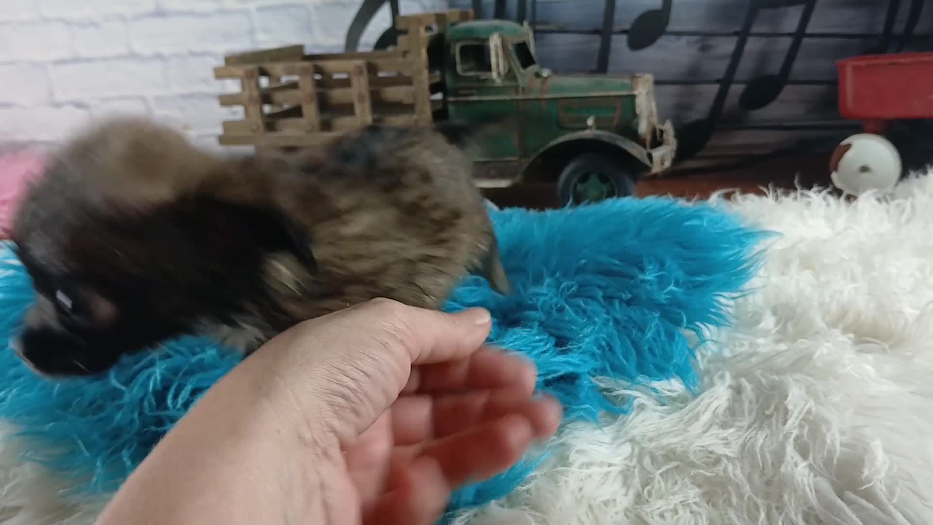 Chihuahua dogs for sale: Micro teacup long hair darker boy. Hand Delivery  - Video 1