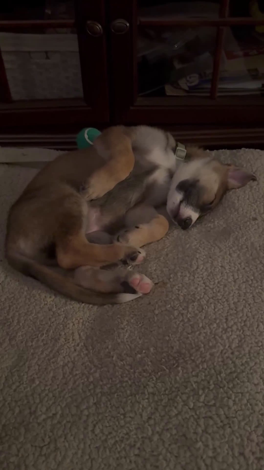 German Shepherd dogs for sale: German Shepherd Puppy 2 - Video 1