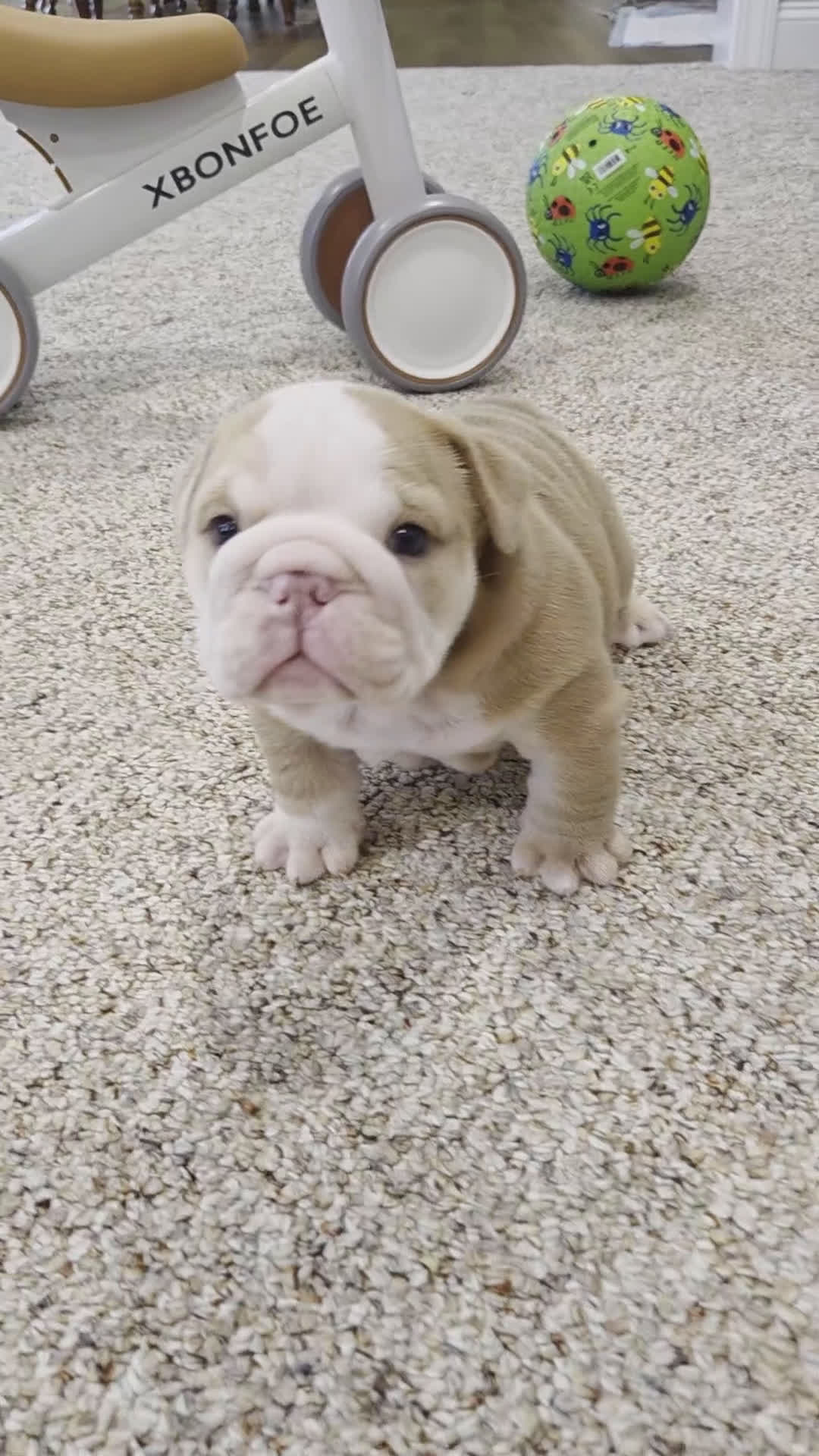 English Bulldog dogs for sale: Creme Puff - Video 1