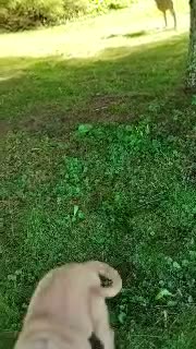 Golden Retriever dogs for sale: Rita - Video 1