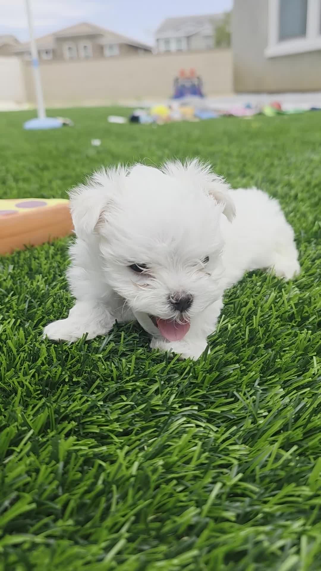 Maltese dogs for sale: 🐾 Adorable Male Maltese Puppy – Ready for His Forever Home! 🐾 - Video 3
