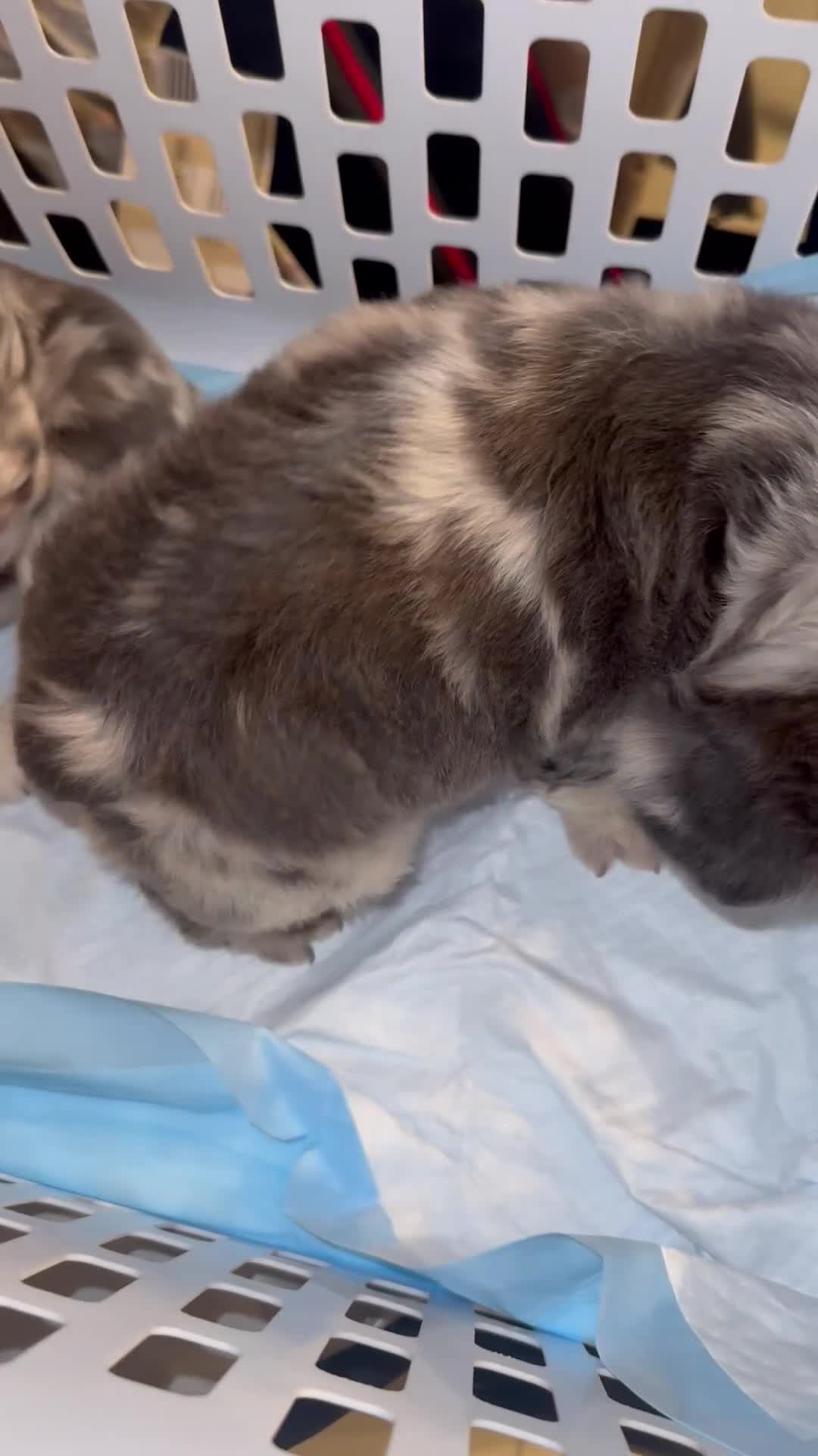 French Bulldog dogs for sale: Voilet - Video 5