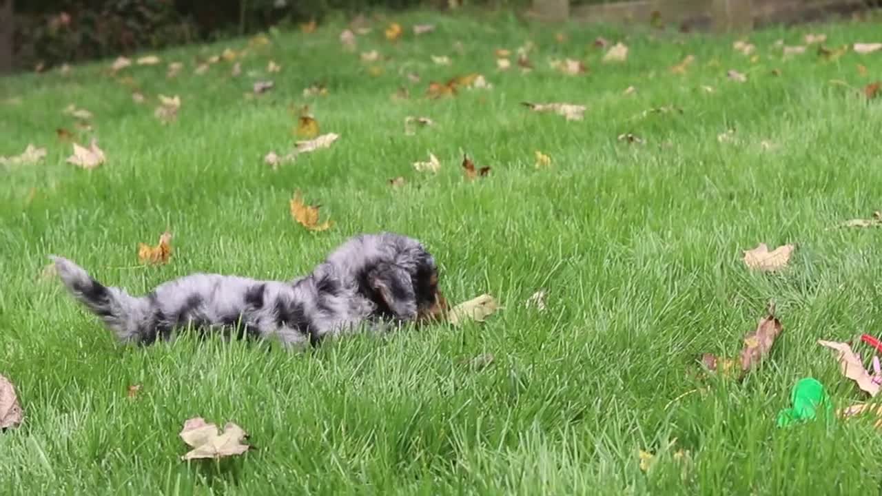 Mini Bernedoodle dogs for sale: Billie - Video 1